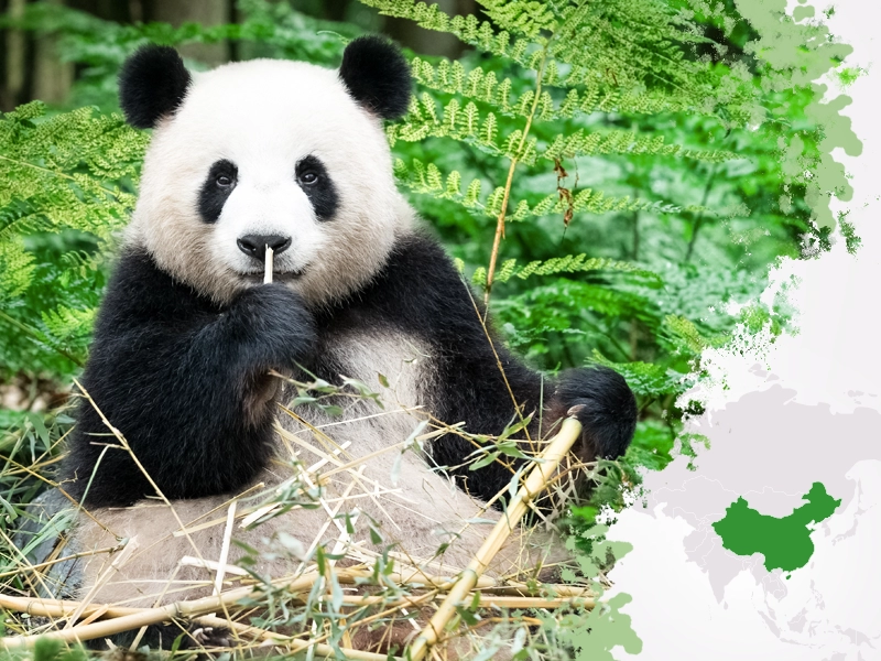 Panda wielka: jedno z najrzadszych zwierząt na świecie